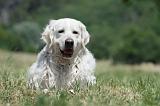 GOLDEN RETRIEVER 1184